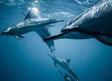 0149图库-切换时间窗-查询入口，2020年彩图114历史图库